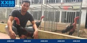 Cách Nuôi Gà Đá Cựa Sắt