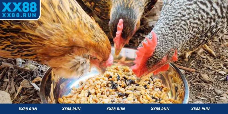 Cách nuôi gà đá cựa sắt bổ sung dinh dưỡng