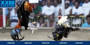 Đá Gà Cựa Dao