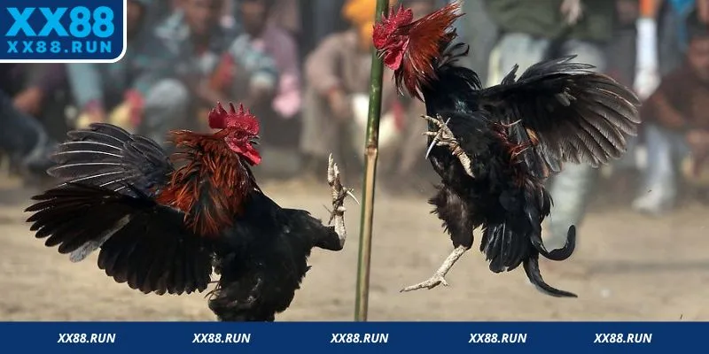 Quy luật thi đấu đá gà cựa dao 