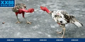 Đá Gà Đòn C1