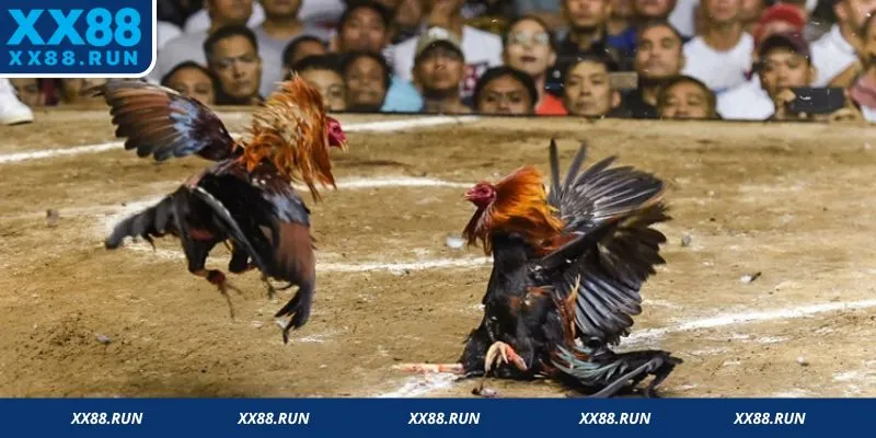 Quy định về hạng chọi kê