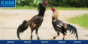 Đá Gà Trực Tuyến