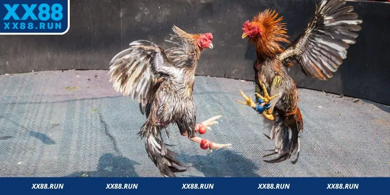 Giới thiệu về đá gà trực tuyến