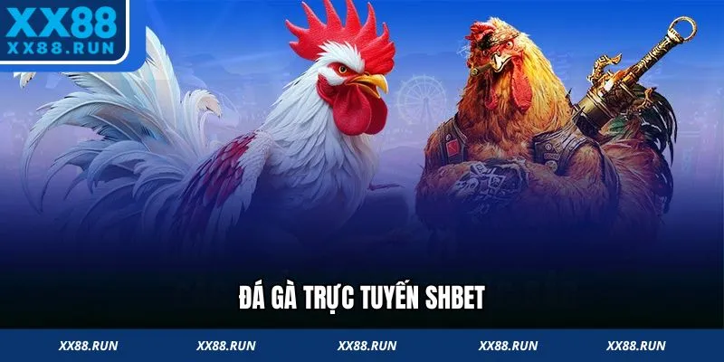 Đá gà giải trí truyền thống